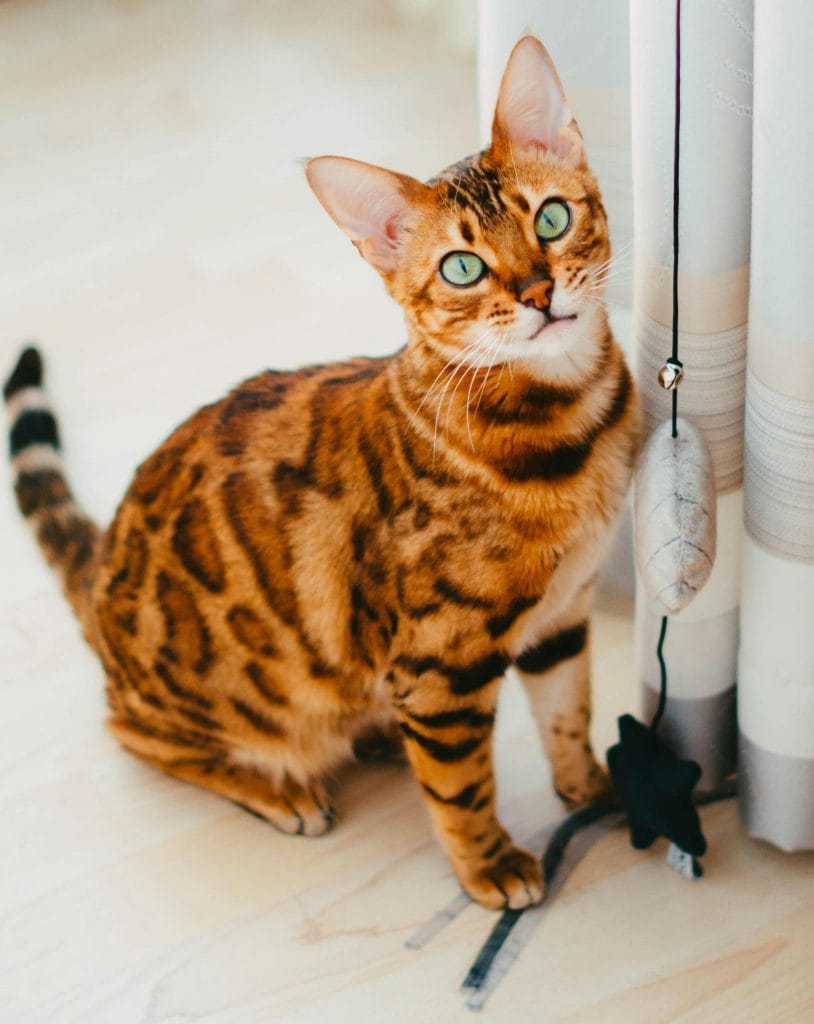 Bengal Cat Kitten/Adult
