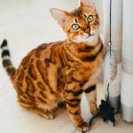 Bengal Cat Kitten/Adult