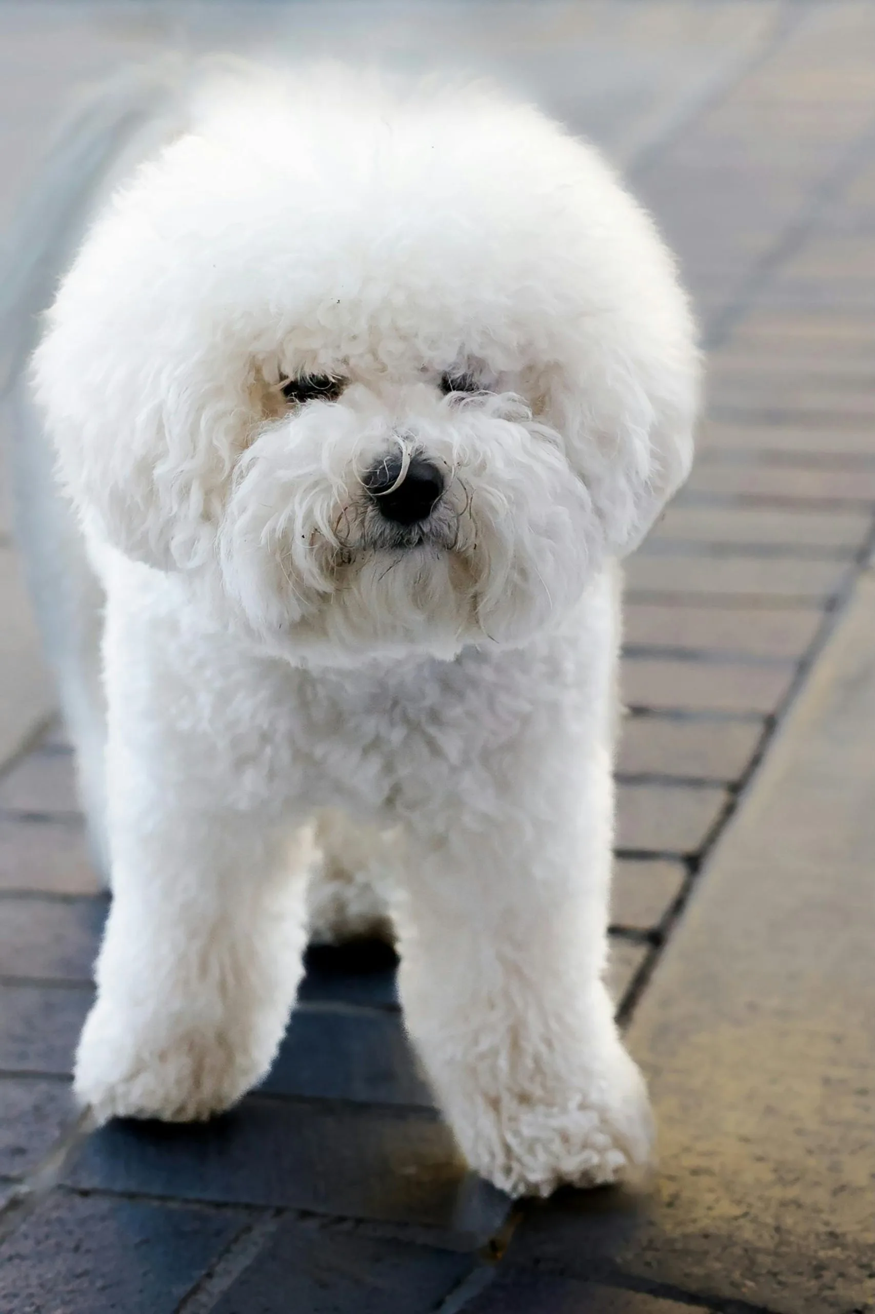 Buy Bichon Frise Puppy Online - Fluffy White Hypoallergenic Pup