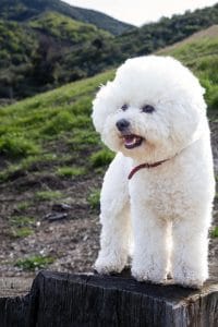 Bichon Frise Puppy