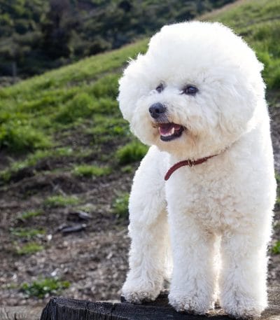 Bichon Frise Puppy