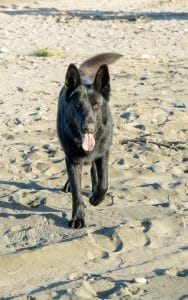 German Shepherd Puppy/Adult - Pure Black