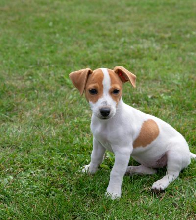 Jack Russell Terrier Puppy Price & Availability in Chandigarh