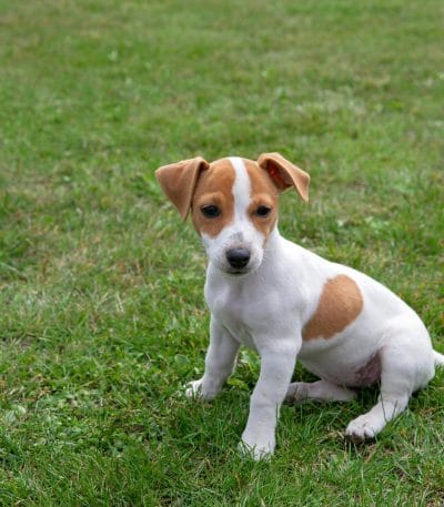 Jack Russell Terrier Price Bhopal - White and Tan Puppy for Sale