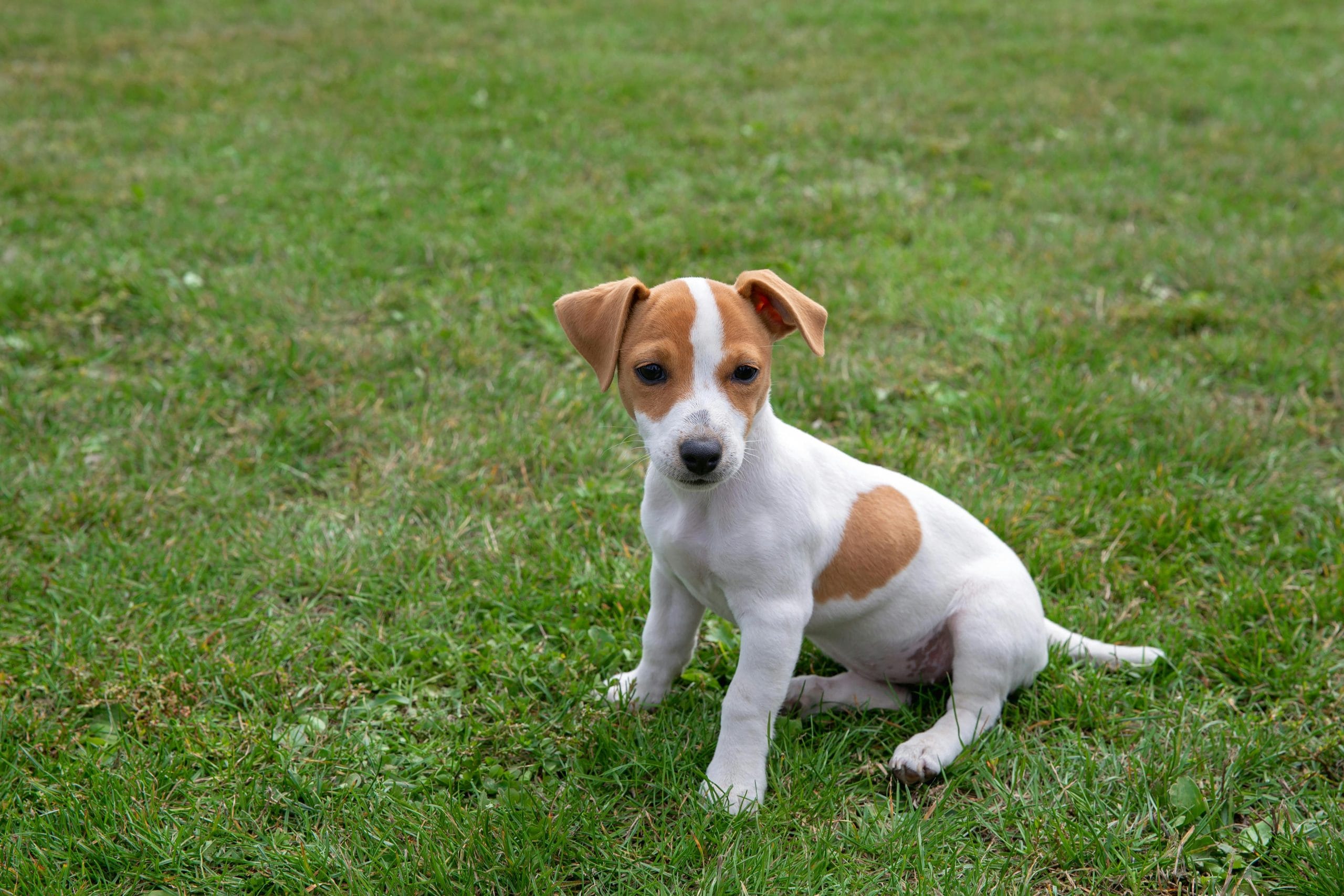 Jack Russell Terrier Price Bhopal - White and Tan Puppy for Sale