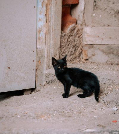 bombay cat kitten punjab