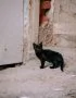 Buy Bombay Cat Kitten - Sleek Jet Black Mini Panther