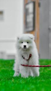 Buy White Samoyed Puppy - Fluffy Snow White Pup