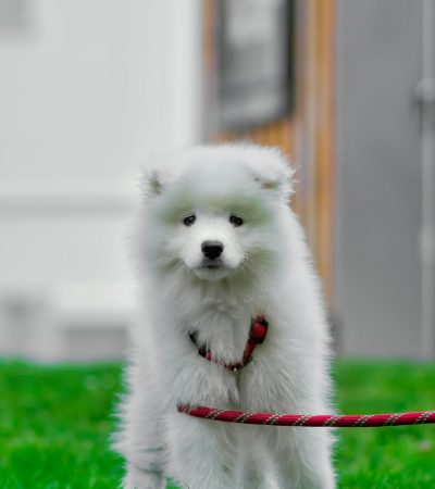 white samoyed puppy punjab