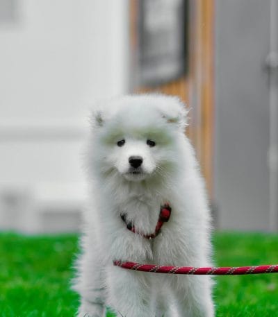 Buy White Samoyed Puppy - Fluffy Snow White Pup