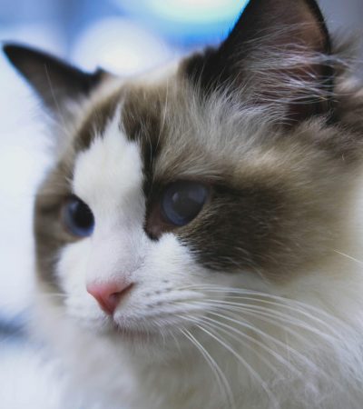 Himalayan Cat Kitten/Adult