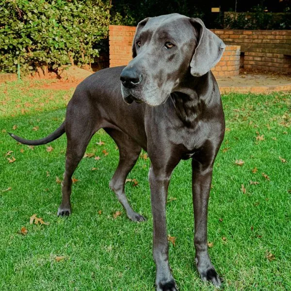 Great Dane Bhopal - Solid Black Puppy for Sale
