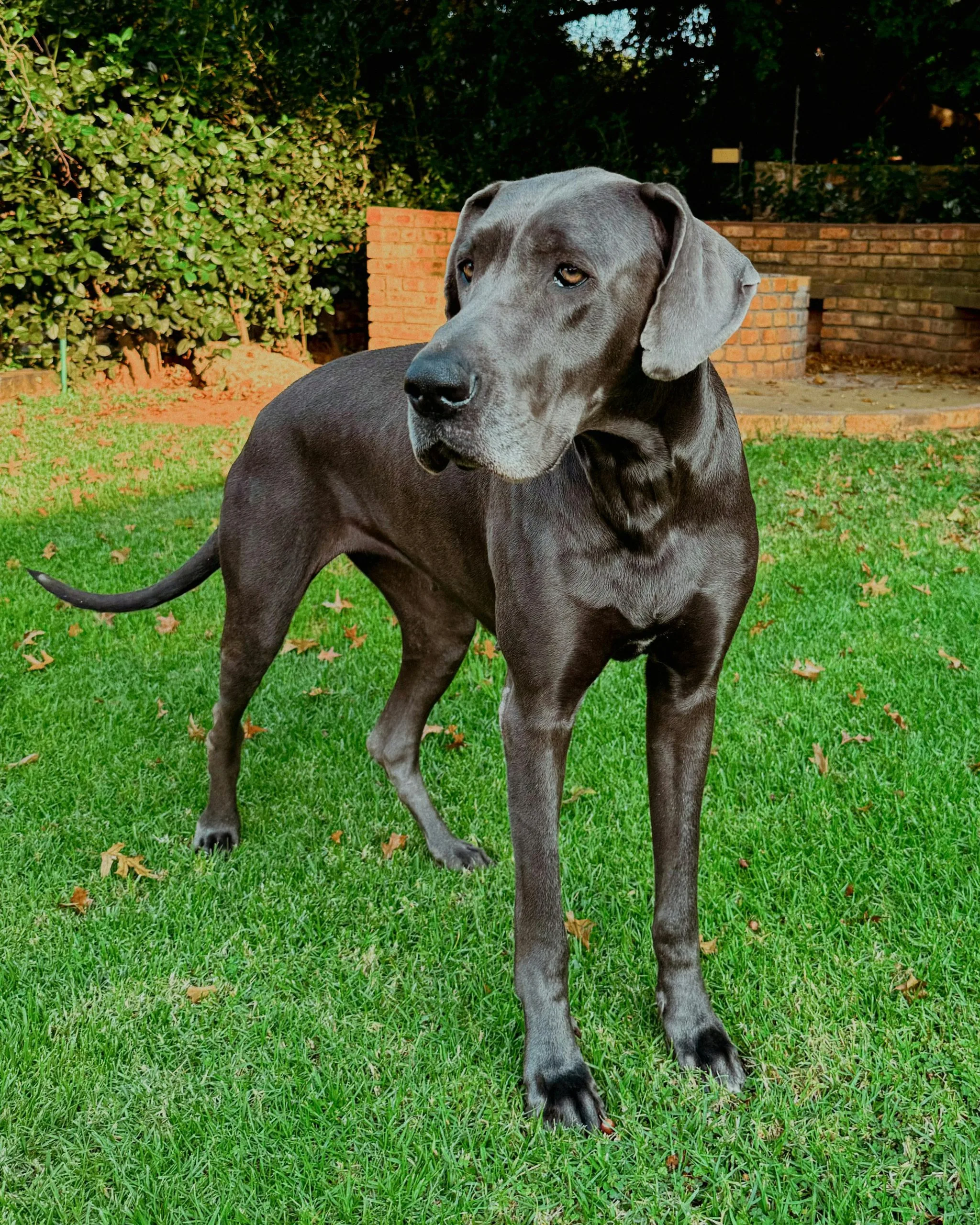 Great Dane Bhopal - Solid Black Puppy for Sale