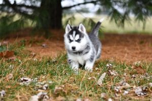 Siberian Husky Bhopal - Black and White Super Wooly Coat Puppy for Sale