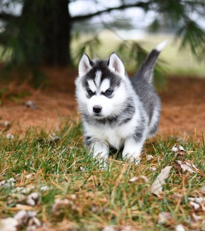 siberian husky punjab