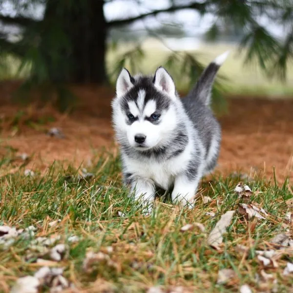 Siberian Husky Bhopal - Black and White Super Wooly Coat Puppy for Sale