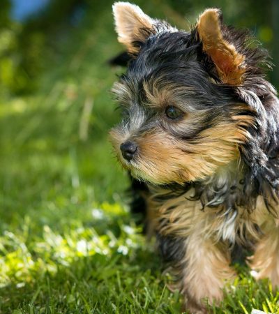 yorkshire terrier punjab