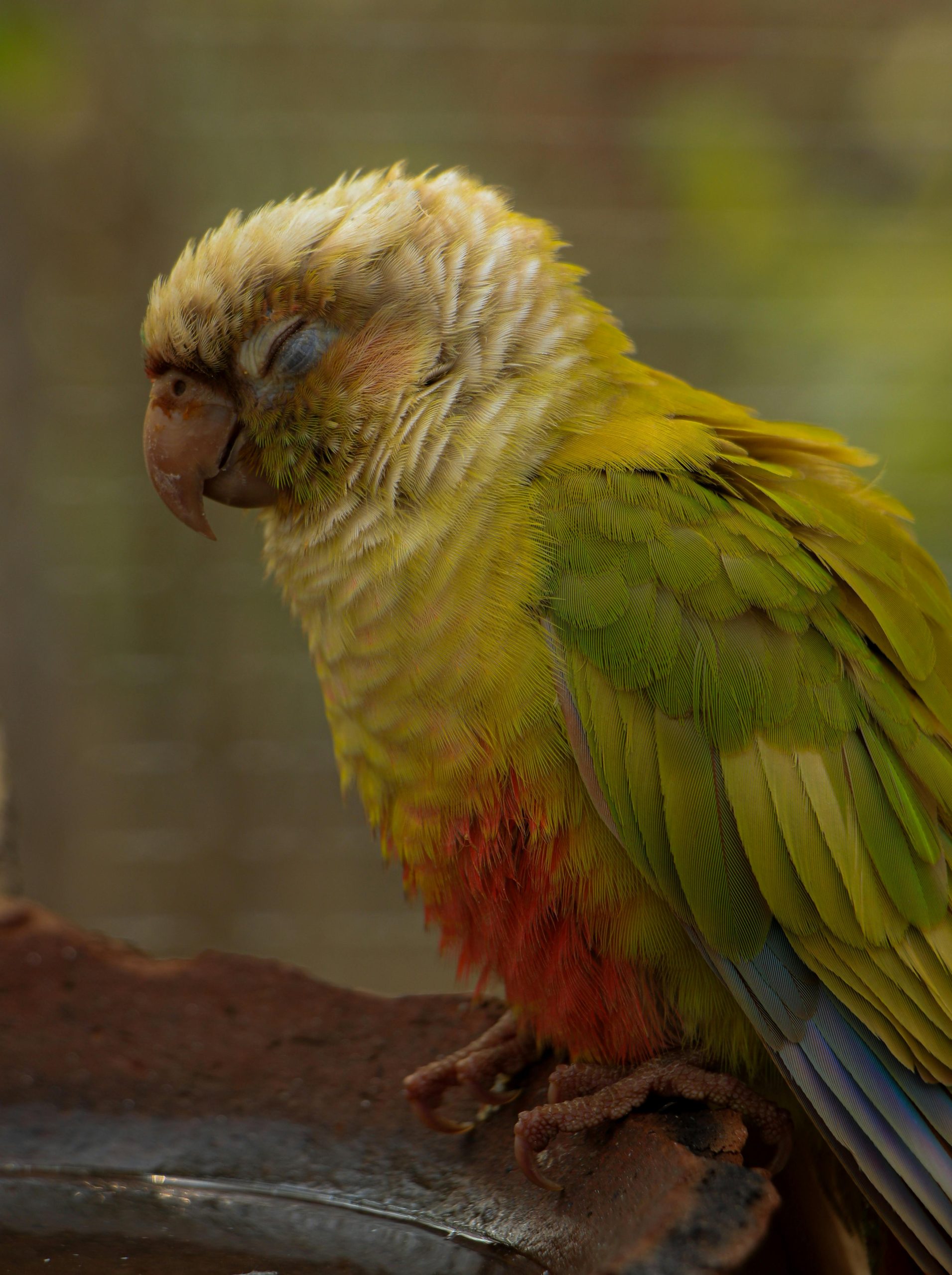Green Cheek Conure Pair