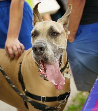 fawn great dane punjab