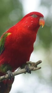 Red Lorikeet