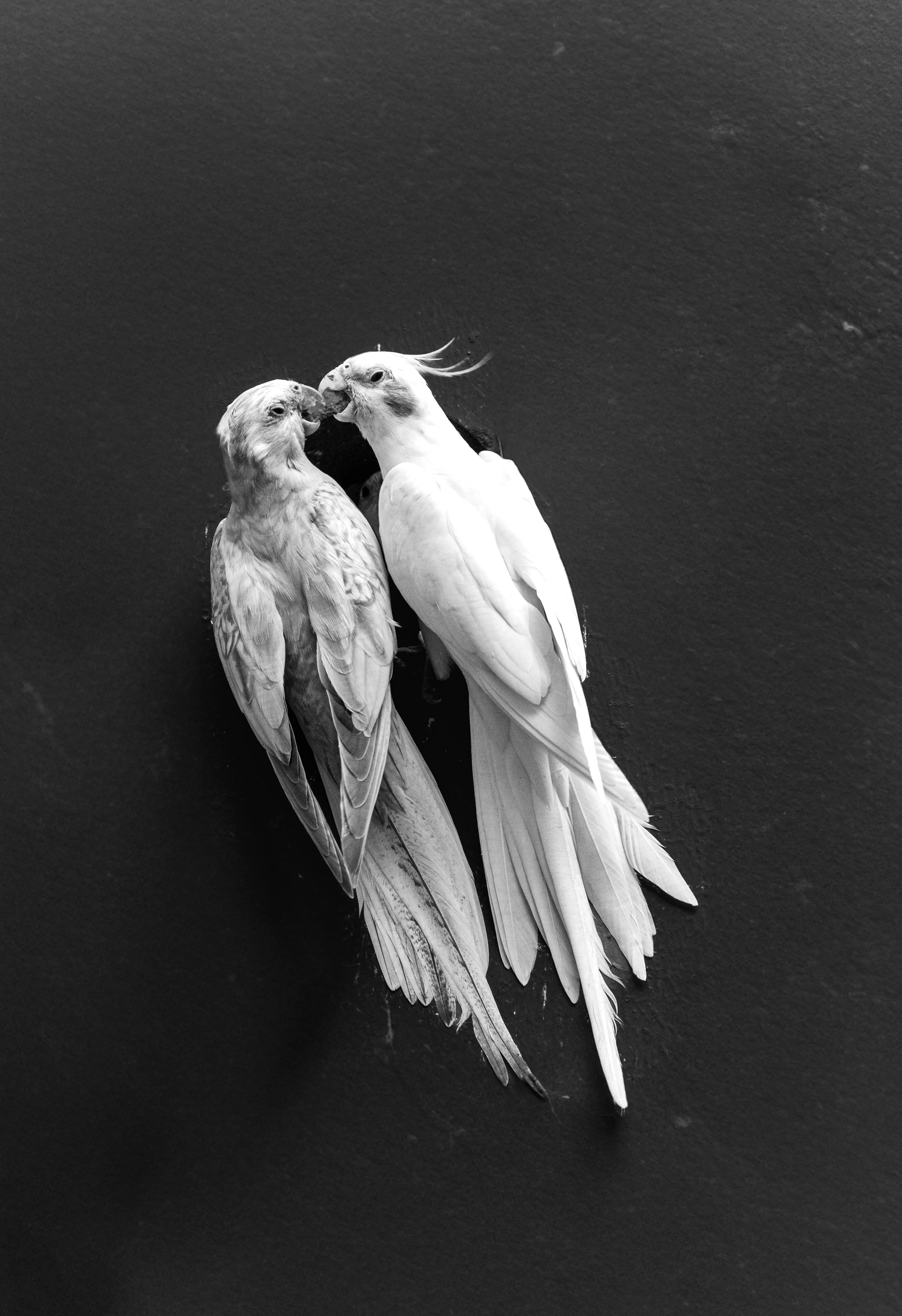 Cockatiel - Lutino Pair