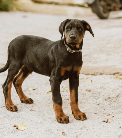 Doberman Pinscher Puppy /Adult | Black & Rust Color