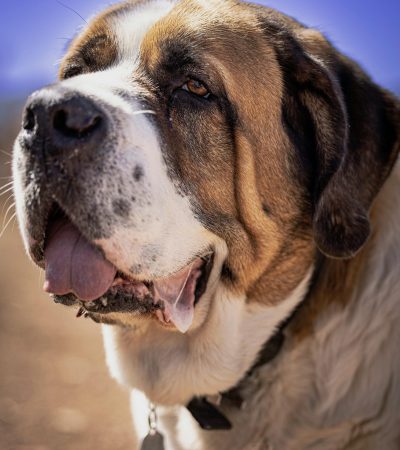 saint bernard puppy punjab