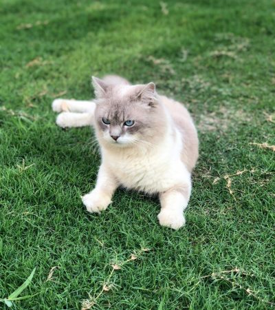 himalayan cat kitten punjab