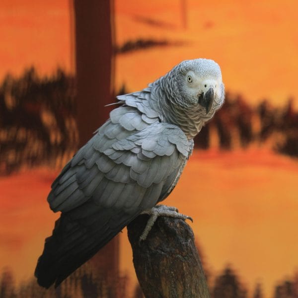 Buy African Grey Parrot - Silver Bird with Bright Red Tail