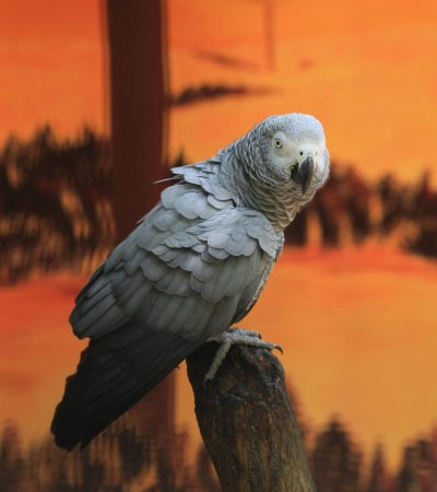 african grey parrot punjab