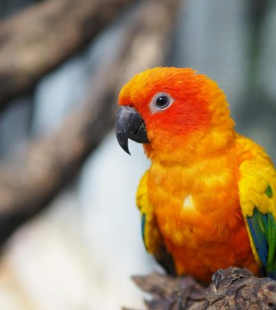 sun conure pair punjab