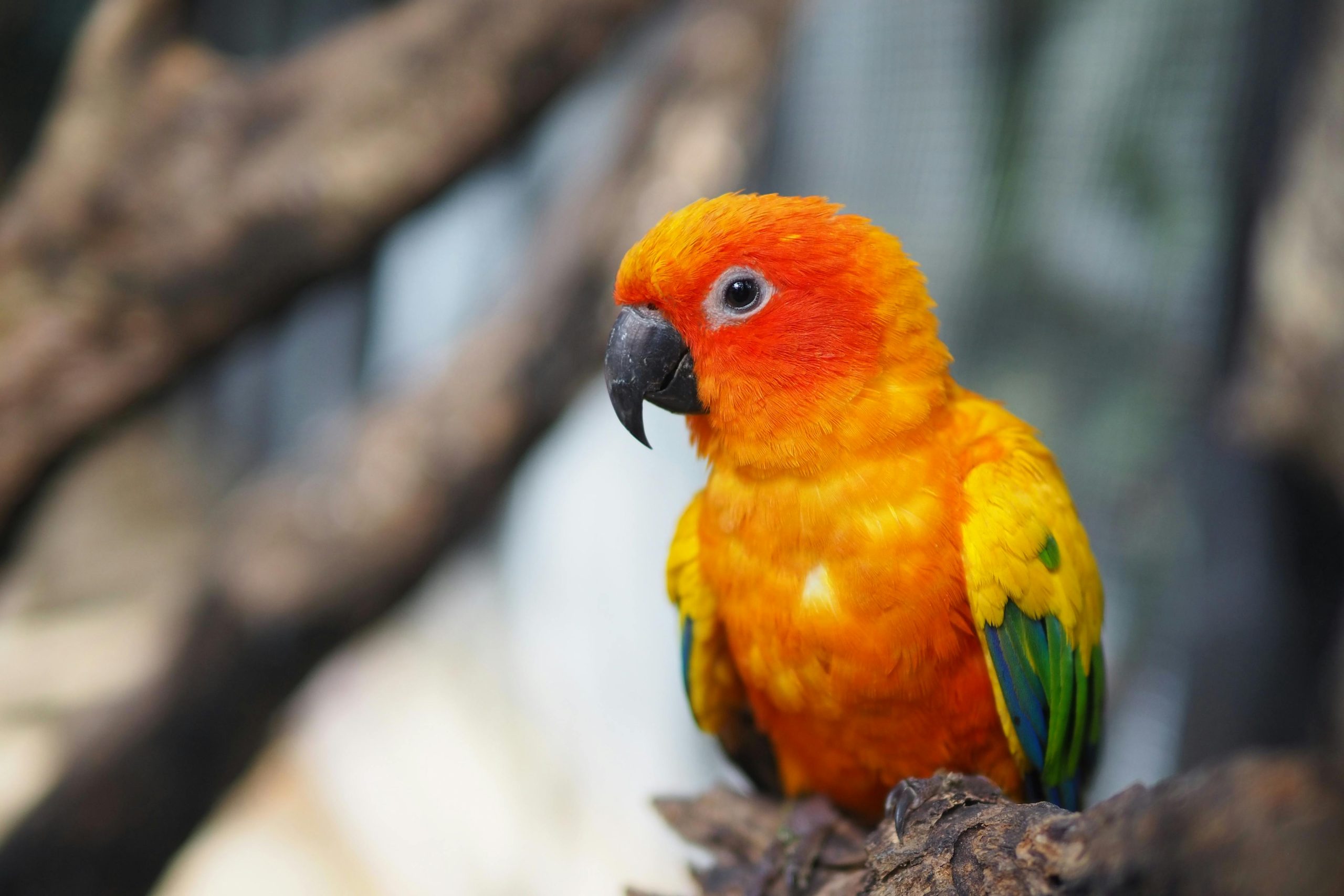 Buy Sun Conure Pair - Brilliant Yellow and Orange Parrots
