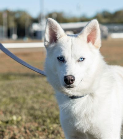 white brown eyed husky punjab