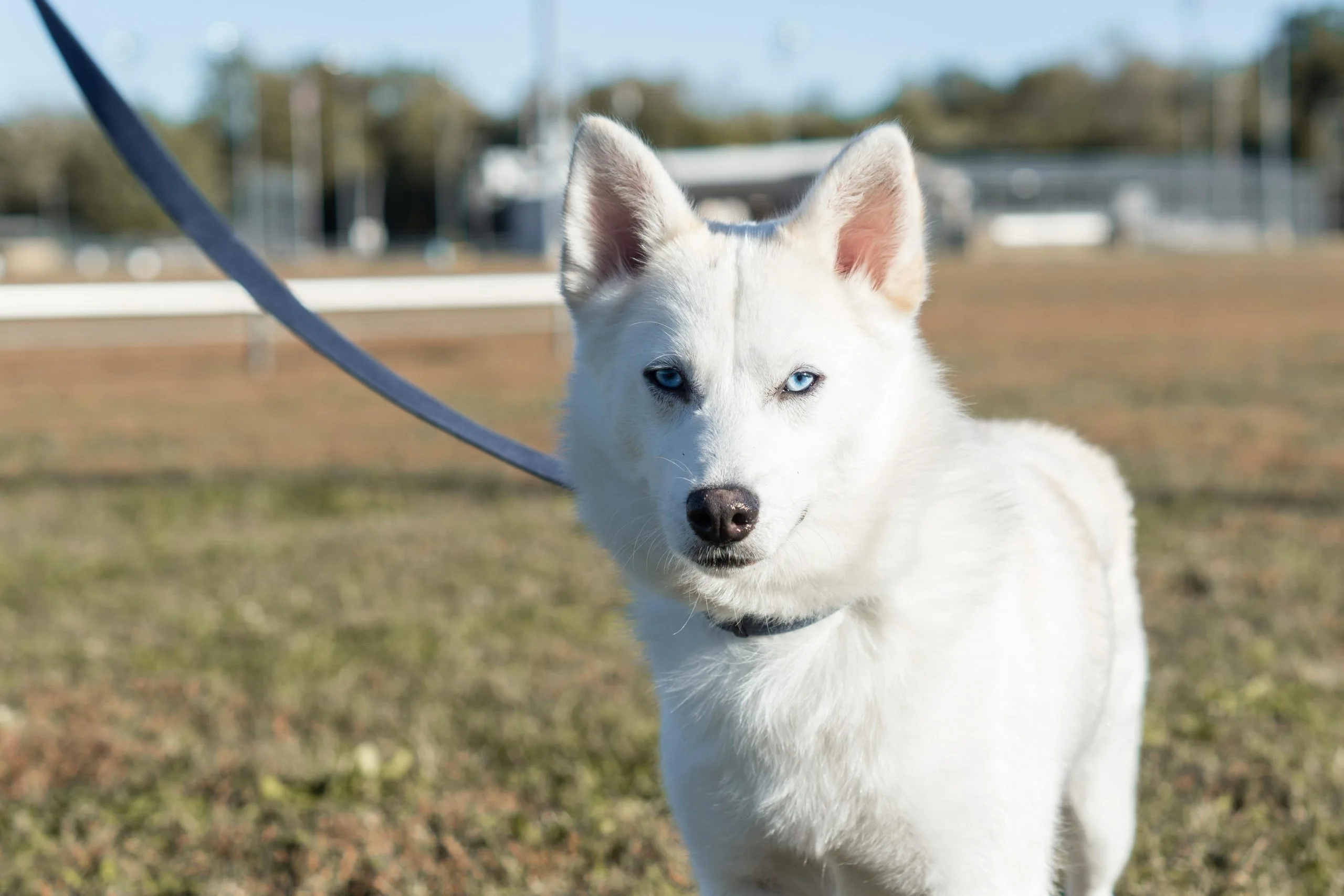 White Husky Bhopal - Pure White Puppy with Brown Eyes for Sale