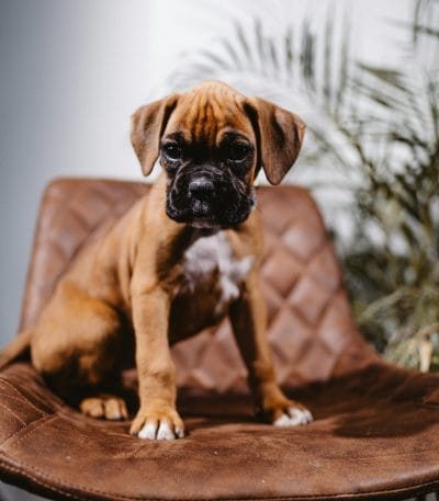 Boxer Puppy
