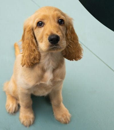Cocker Spaniel Puppy / Adult | Golden Color