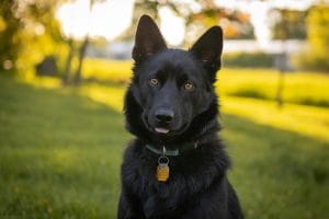 Buy Pure Black German Shepherd - Solid Midnight Black GSD Puppy
