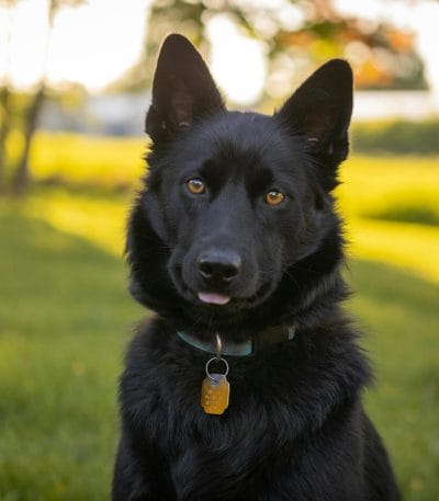 Buy Pure Black German Shepherd - Solid Midnight Black GSD Puppy