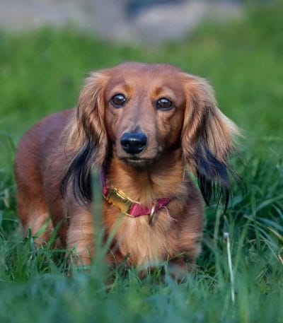 Buy Red Dachshund Puppy - Sleek Solid Copper Pup