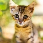 Buy Bengal Cat Kitten - Rosetted Brown Leopard Pattern