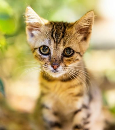 rosetted bengal cat kitten punjab