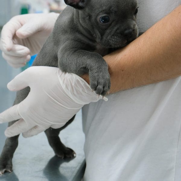 Buy Blue French Bulldog Puppy - Rare Solid Blue Exotic Pup