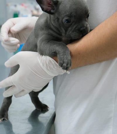 Buy Blue French Bulldog Puppy - Rare Solid Blue Exotic Pup