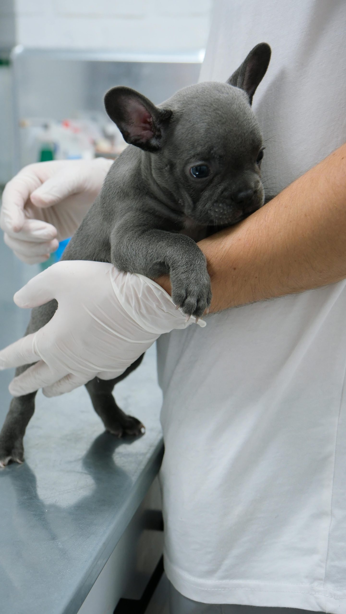 Buy Blue French Bulldog Puppy - Rare Solid Blue Exotic Pup