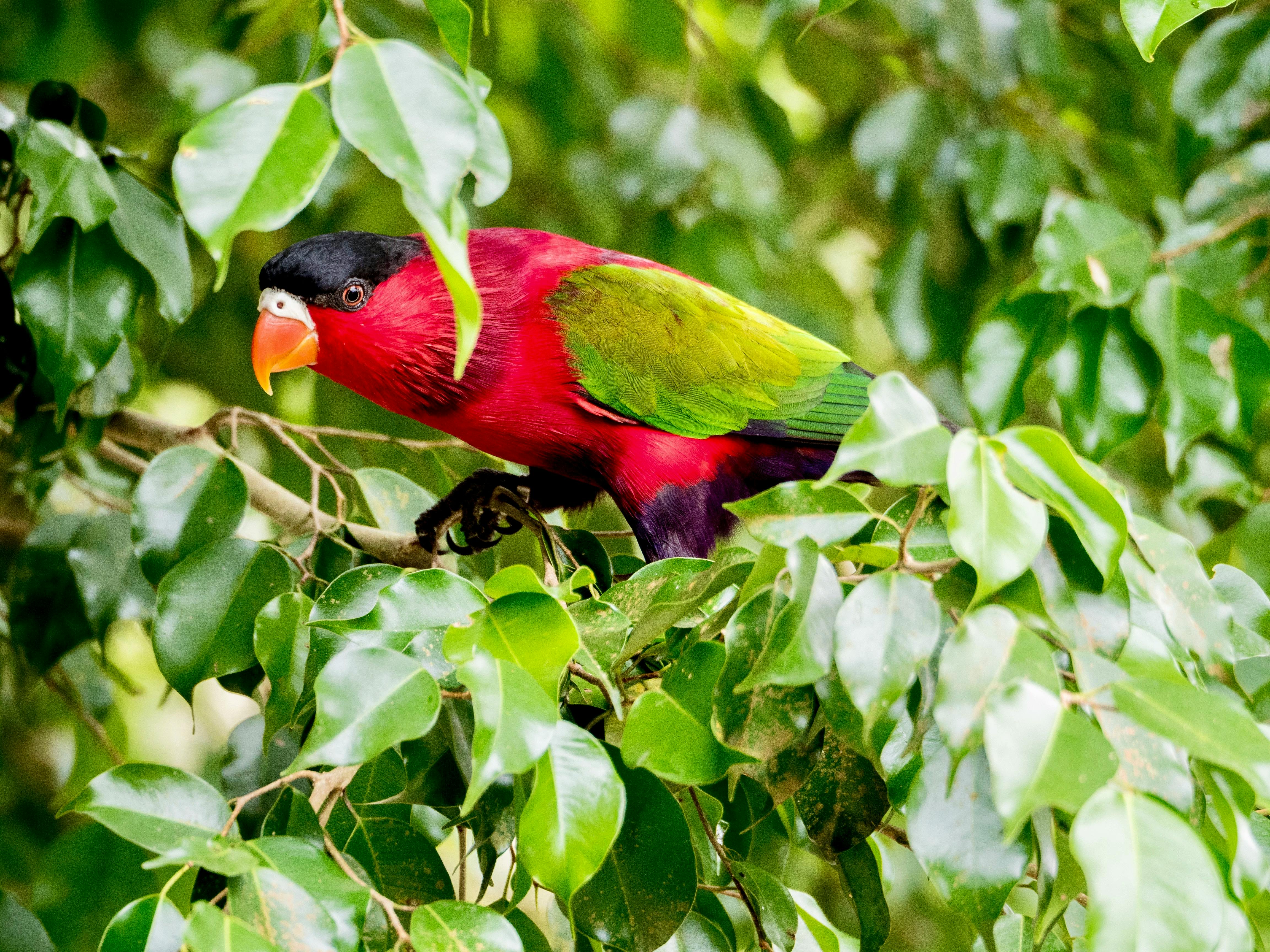 Red-collared Lorikeet
