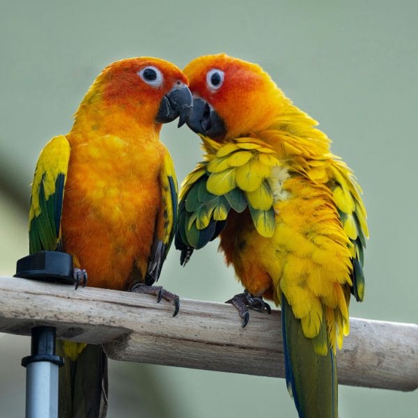 Buy Jenday Conure Online - Yellow Head and Orange Body Parrot