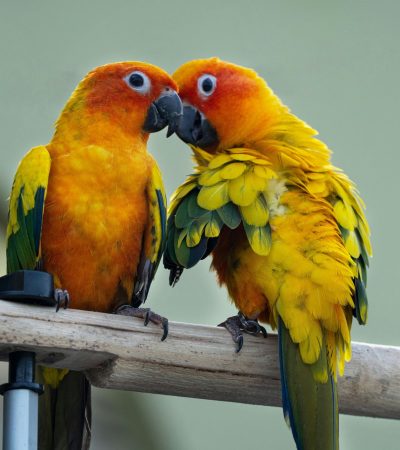 Sun Conure Price & Availability in Chandigarh