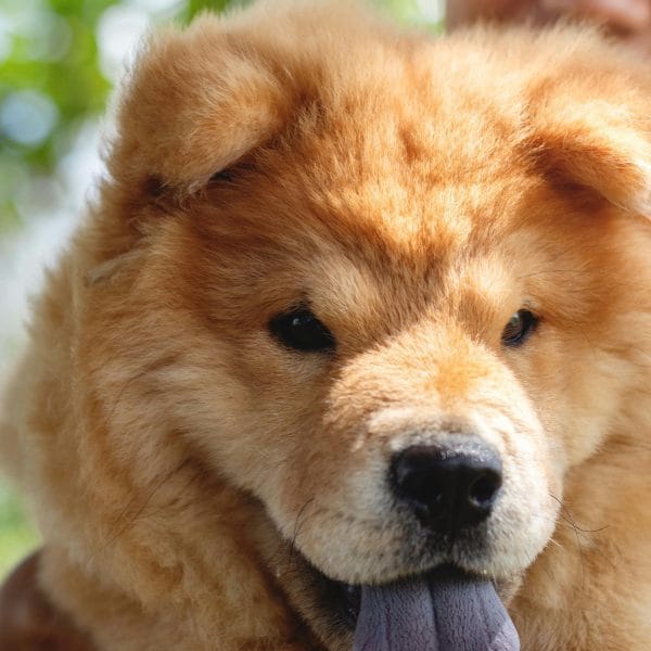 Buy Fawn Chow Chow Puppy - Rare Cinnamon Colored Lion Dog