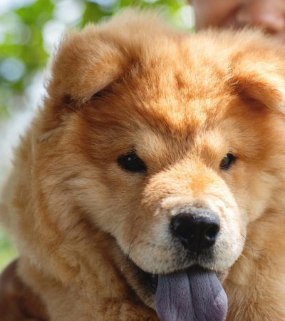 fawn chow chow punjab