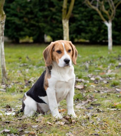 tri-color beagle puppy punjab